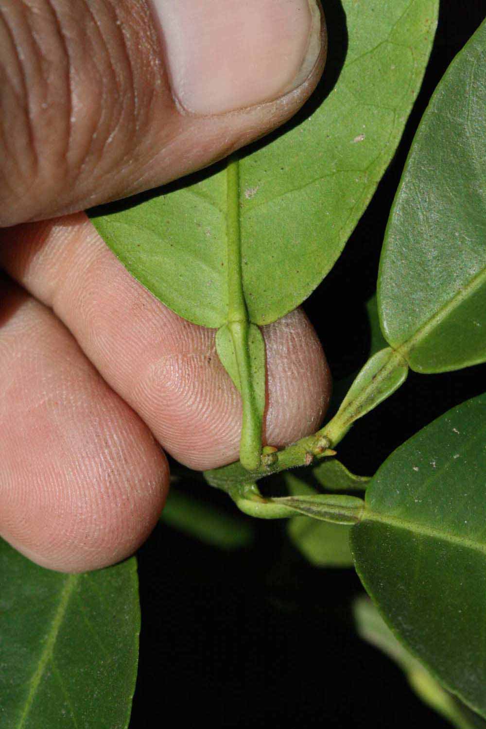              Petiole (Riverside, CA)       